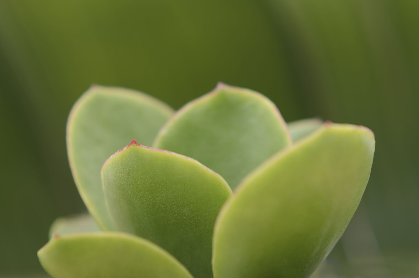 Nikon D7000 + Nikon AF-S Nikkor 50mm F1.8G sample photo. Abstract, abstrato, background, brazilian photography