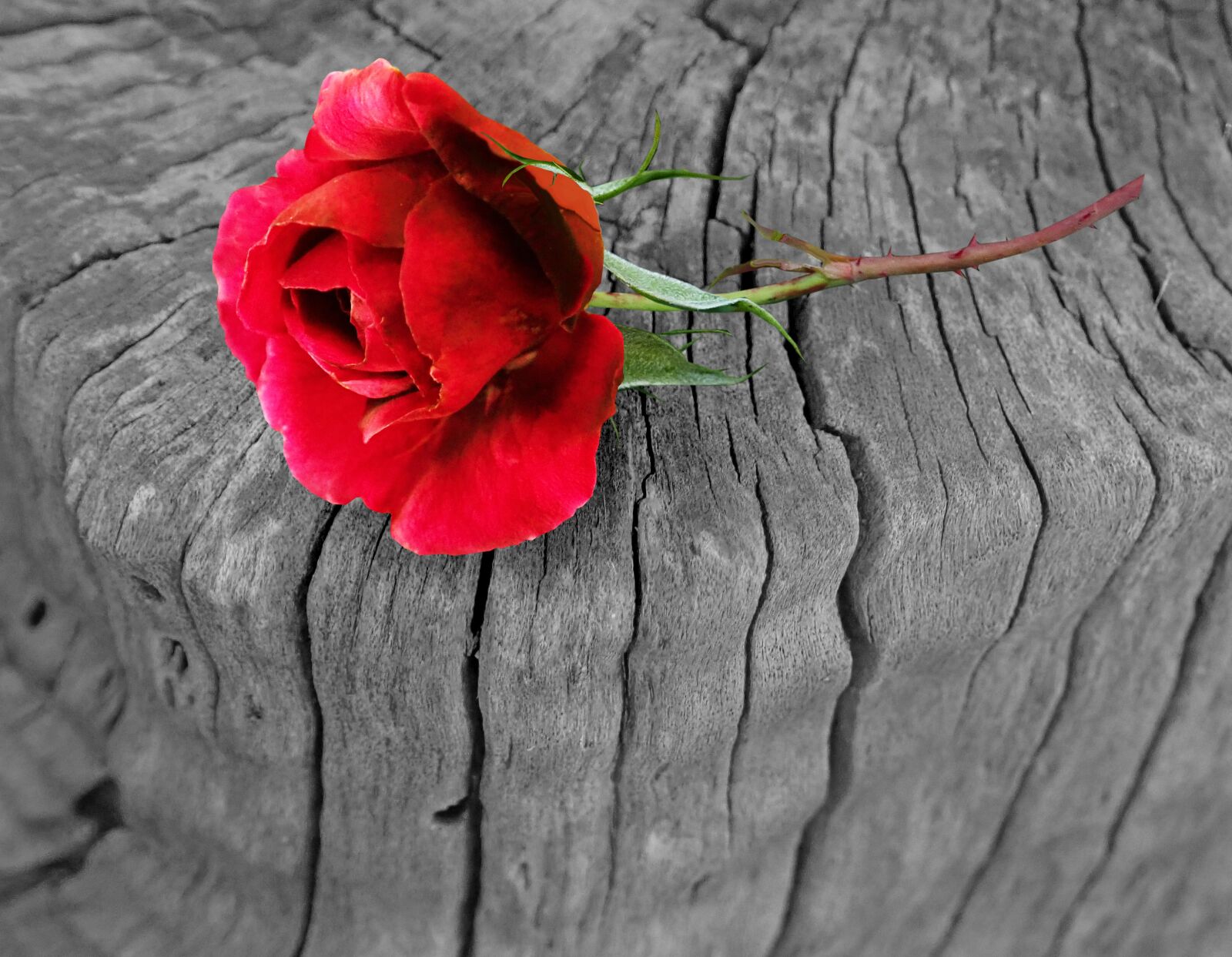 Olympus TG-5 sample photo. Flower, red, rose photography