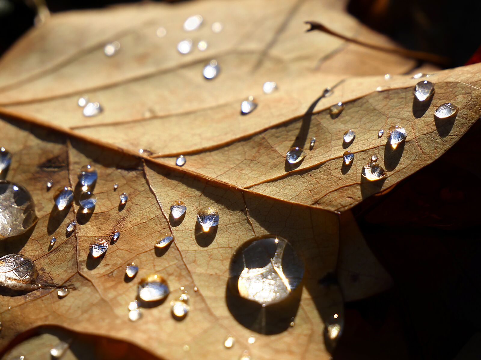 Panasonic Lumix DMC-GX8 sample photo. Leaf, drop of water photography