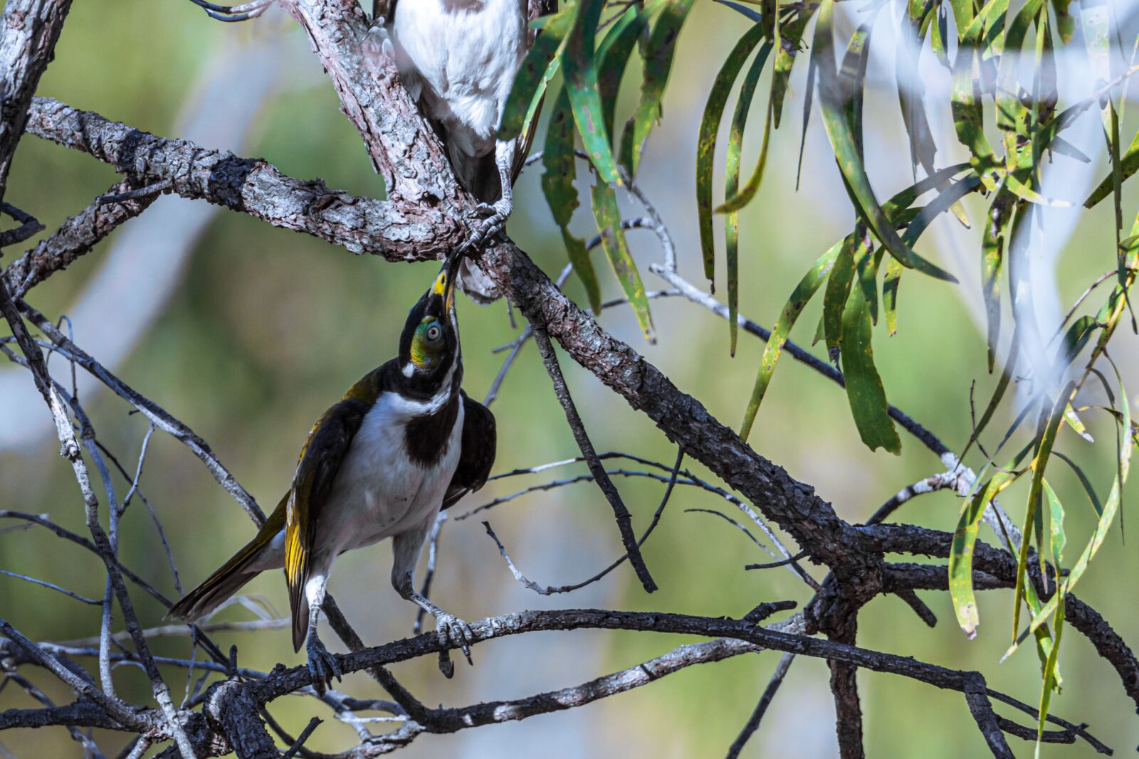 Canon EOS 80D sample photo. Honeyeater, playful, bird photography