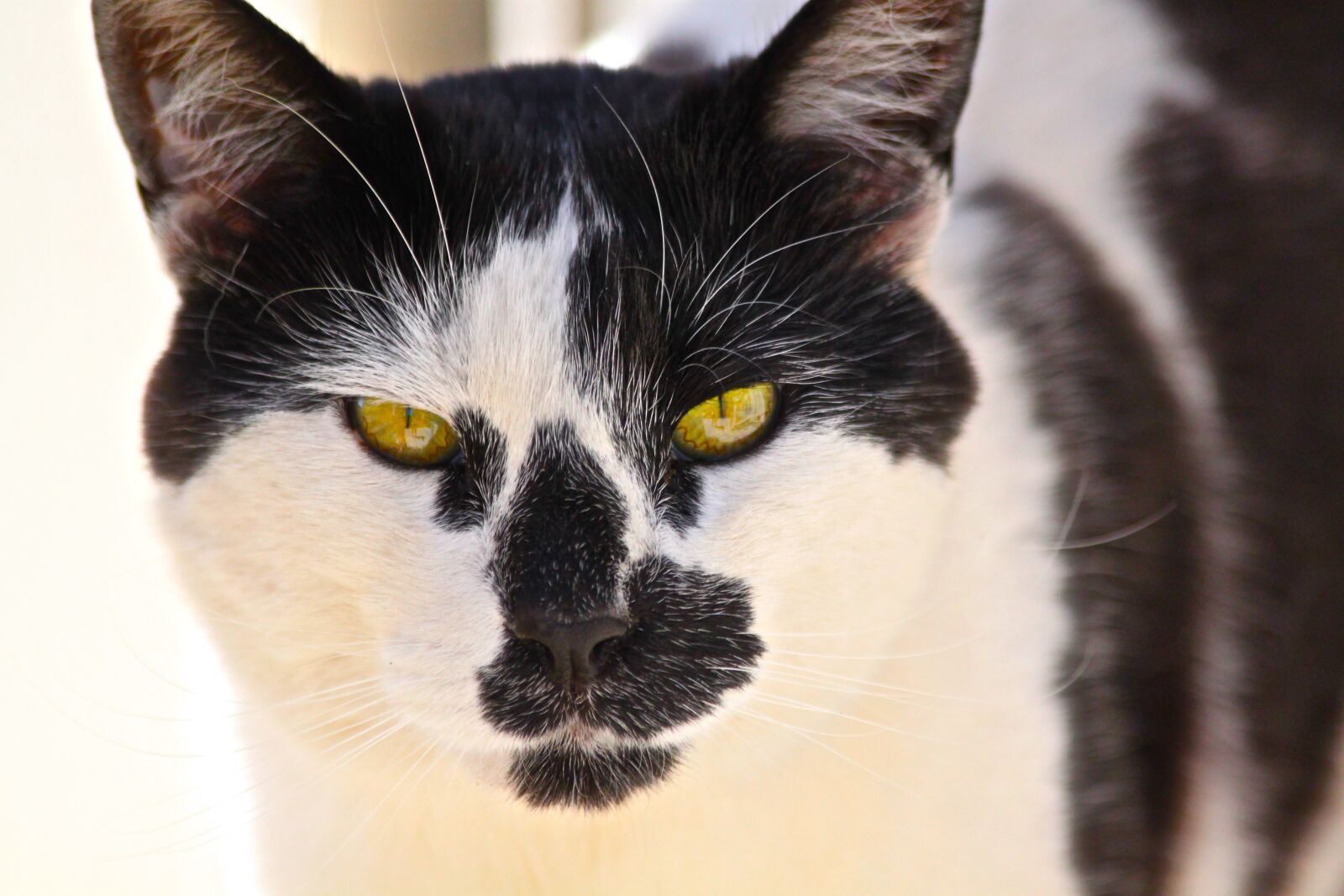 Canon EOS 500D (EOS Rebel T1i / EOS Kiss X3) sample photo. Animal, cute, pet photography