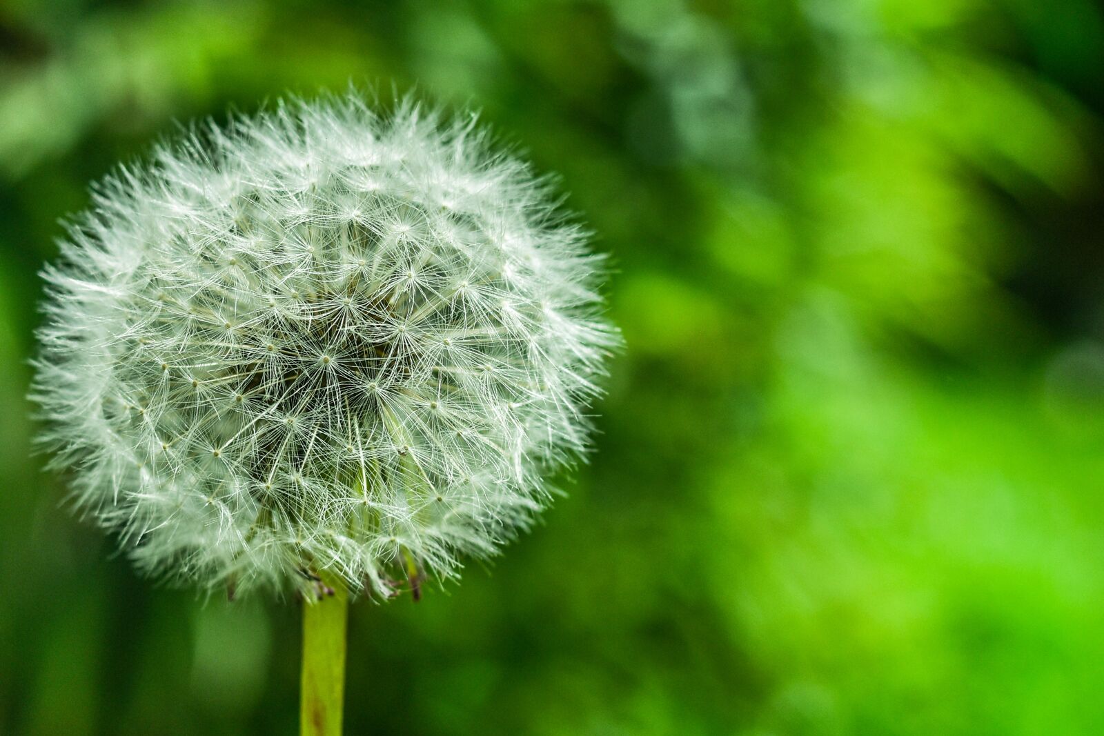 Nikon D3400 sample photo. Dandelion, approach, nature photography