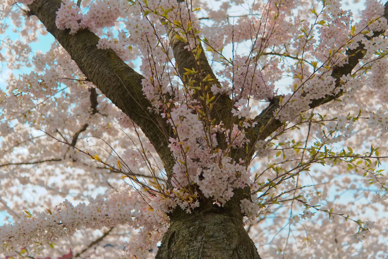 Canon EOS 6D + Canon EF 24-105mm F4L IS USM sample photo. Cherry blossom, kersenbloesemfeest, almere photography