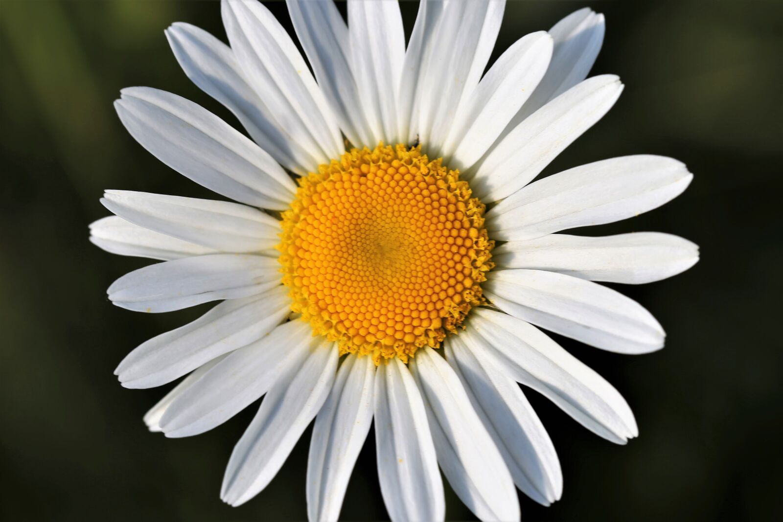 Canon EOS 6D + Canon EF 100mm F2.8 Macro USM sample photo. Daisy, leucanthemum vulgare, macro photography
