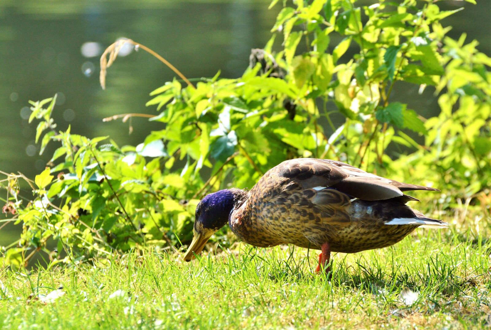 Nikon D3200 sample photo. Ducks, waterfowl, mallard photography