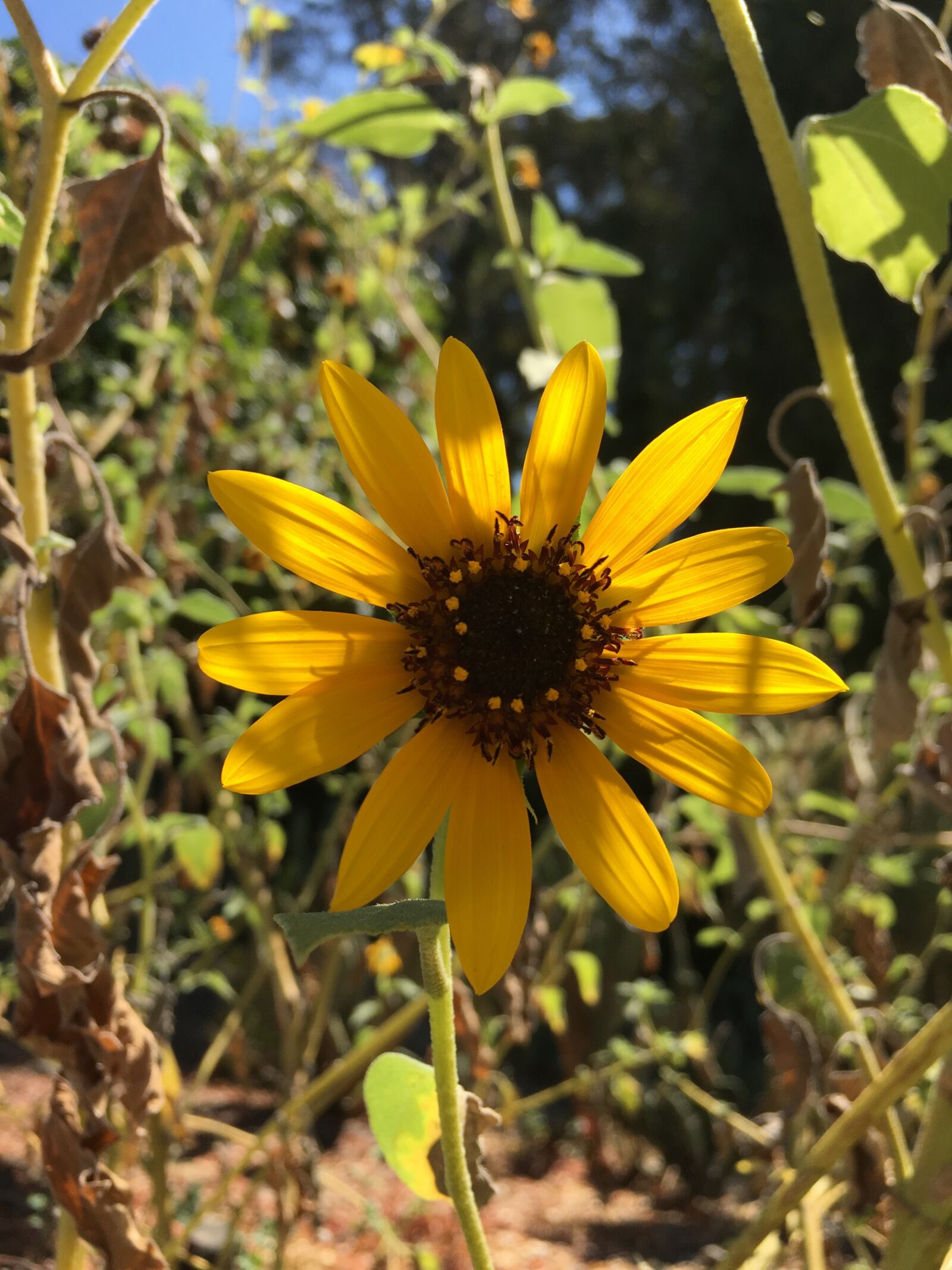 iPhone 6s Plus back camera 4.15mm f/2.2 sample photo. Sun flower, summer, sun photography