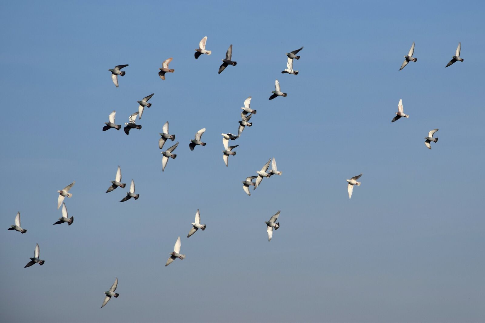 Nikon D5300 sample photo. Birds, pigeons, herd photography