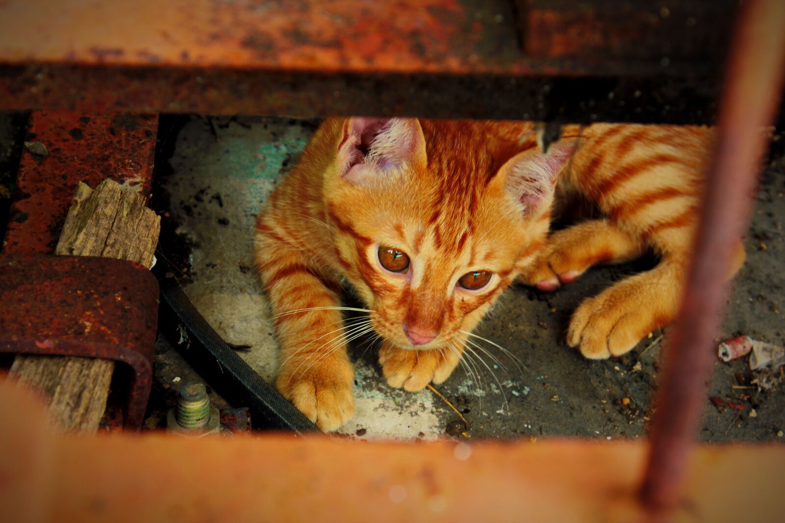 Canon EOS 550D (EOS Rebel T2i / EOS Kiss X4) sample photo. Redhead, cat, kitten photography