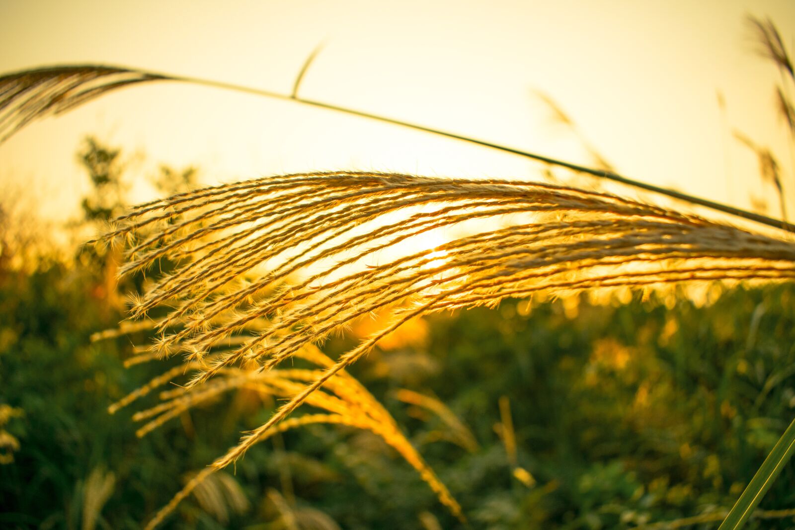 Nikon D3400 sample photo. Pampas grass, rushes, sunset photography