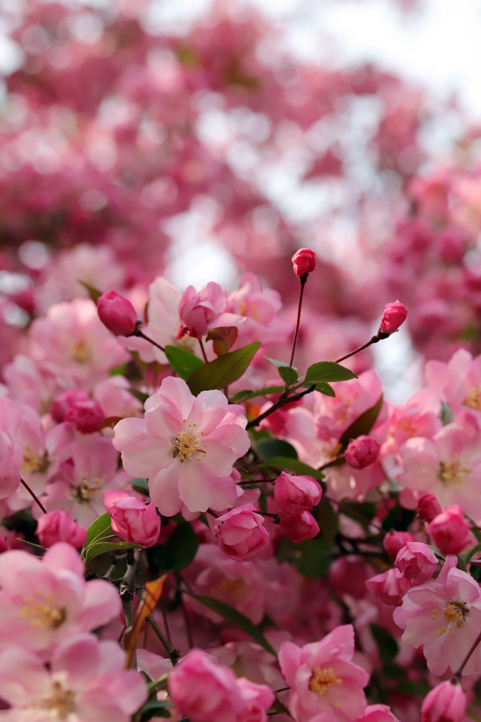 Canon EOS 6D Mark II sample photo. Flower apples, spring, wood photography