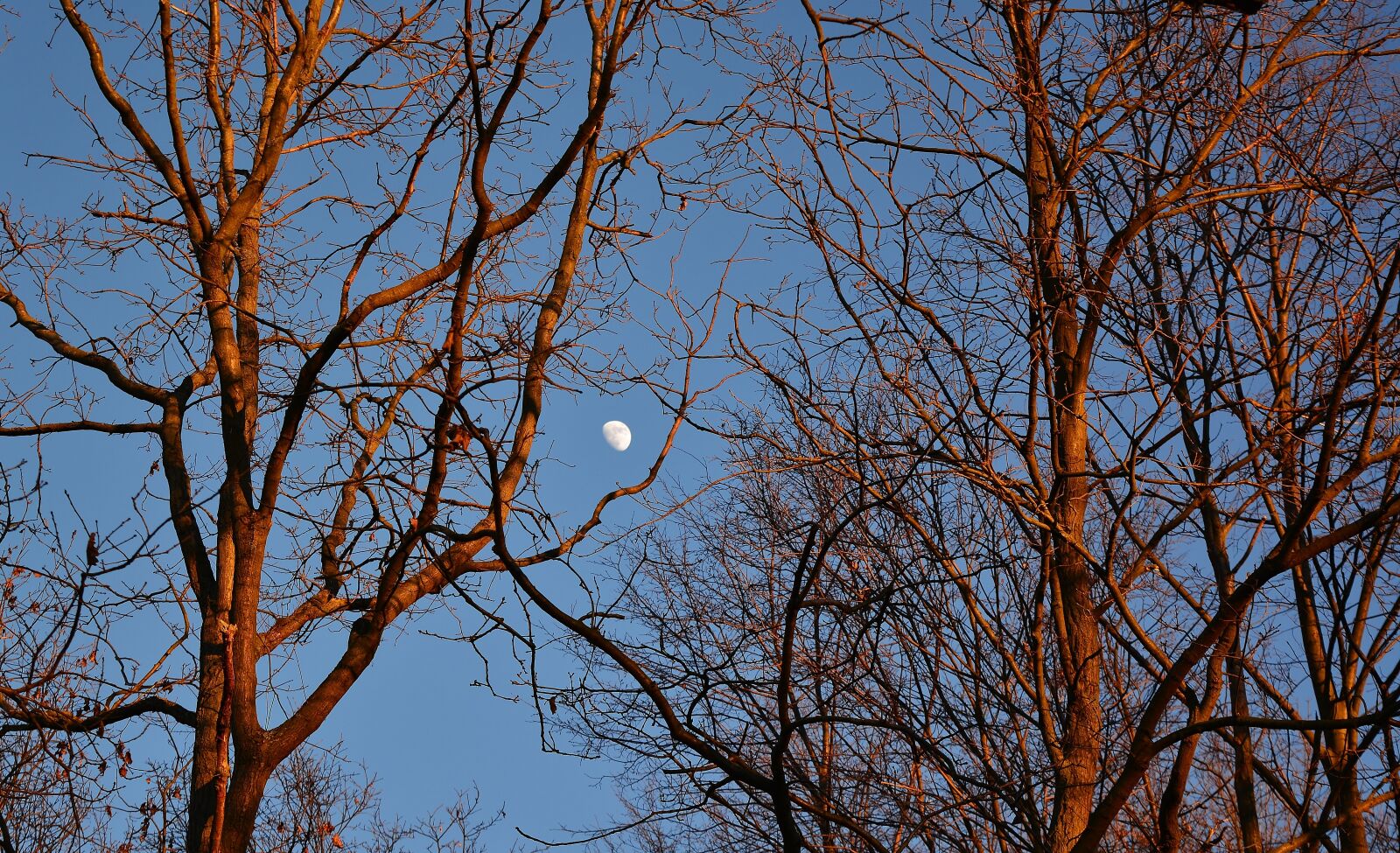 Nikon D5200 sample photo. Sunset, moon, mystical photography