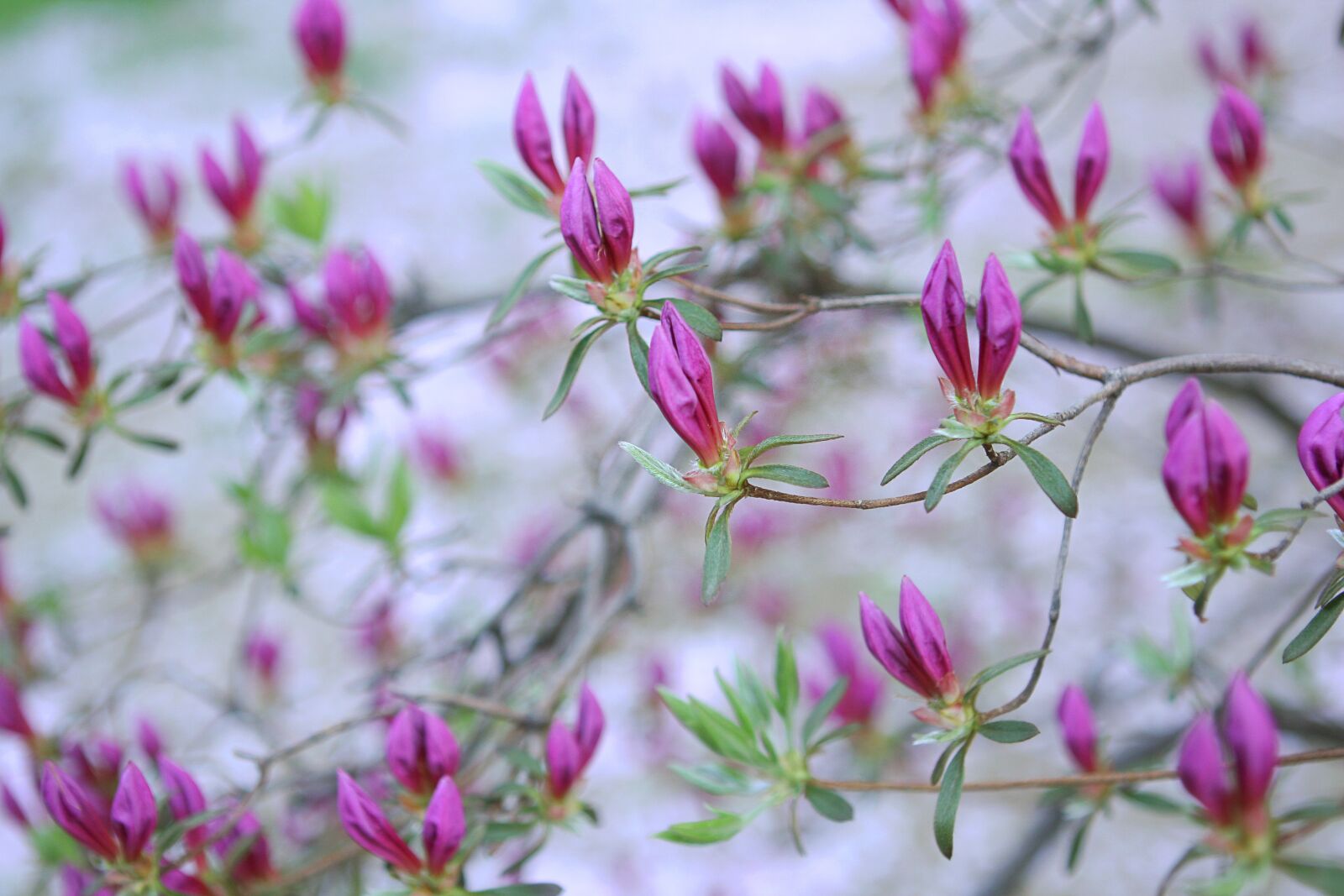 Canon EOS 40D sample photo. Spring, flowers, a flower photography