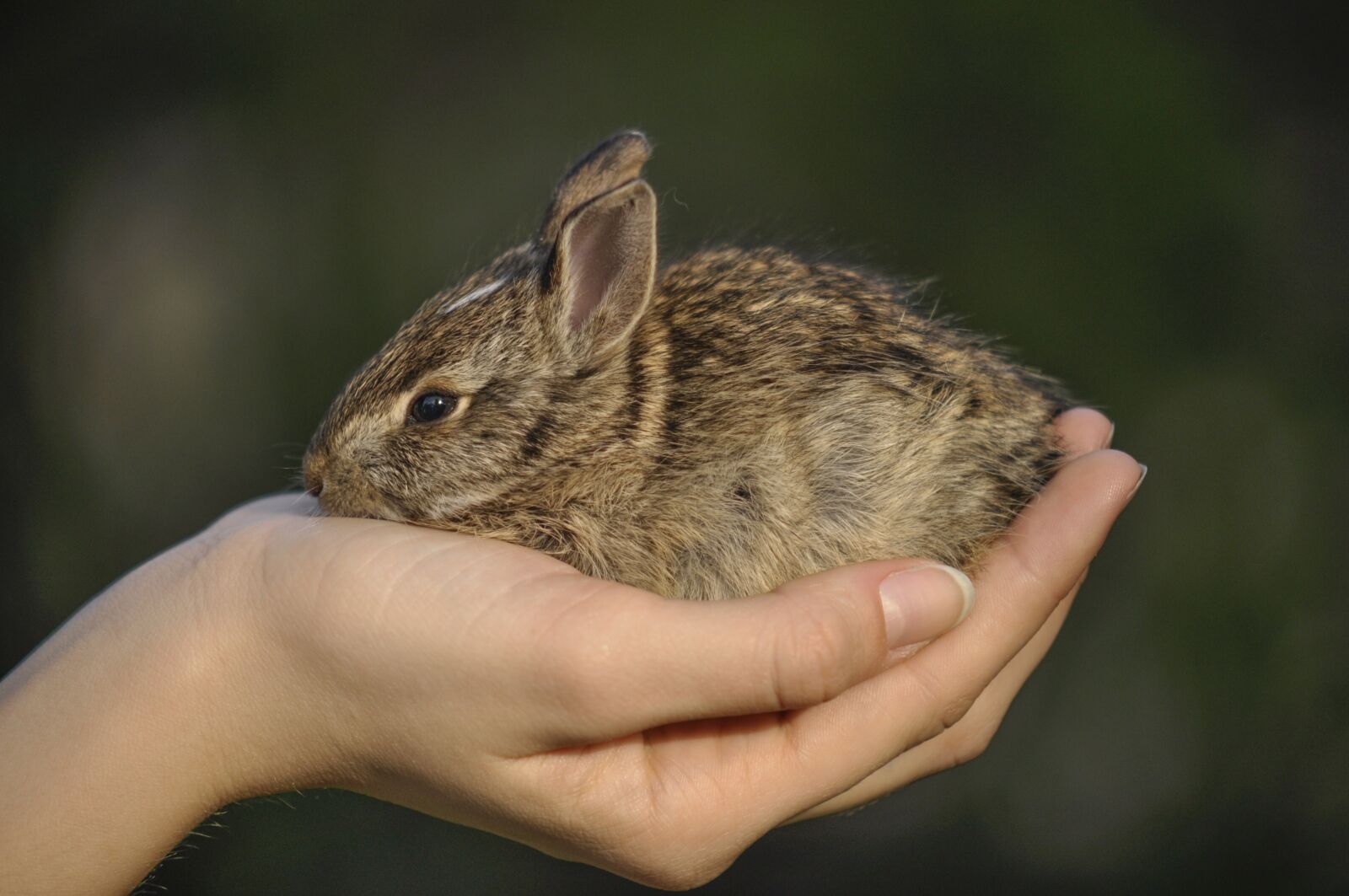 Nikon D5000 sample photo. Bunny, wild, nature photography