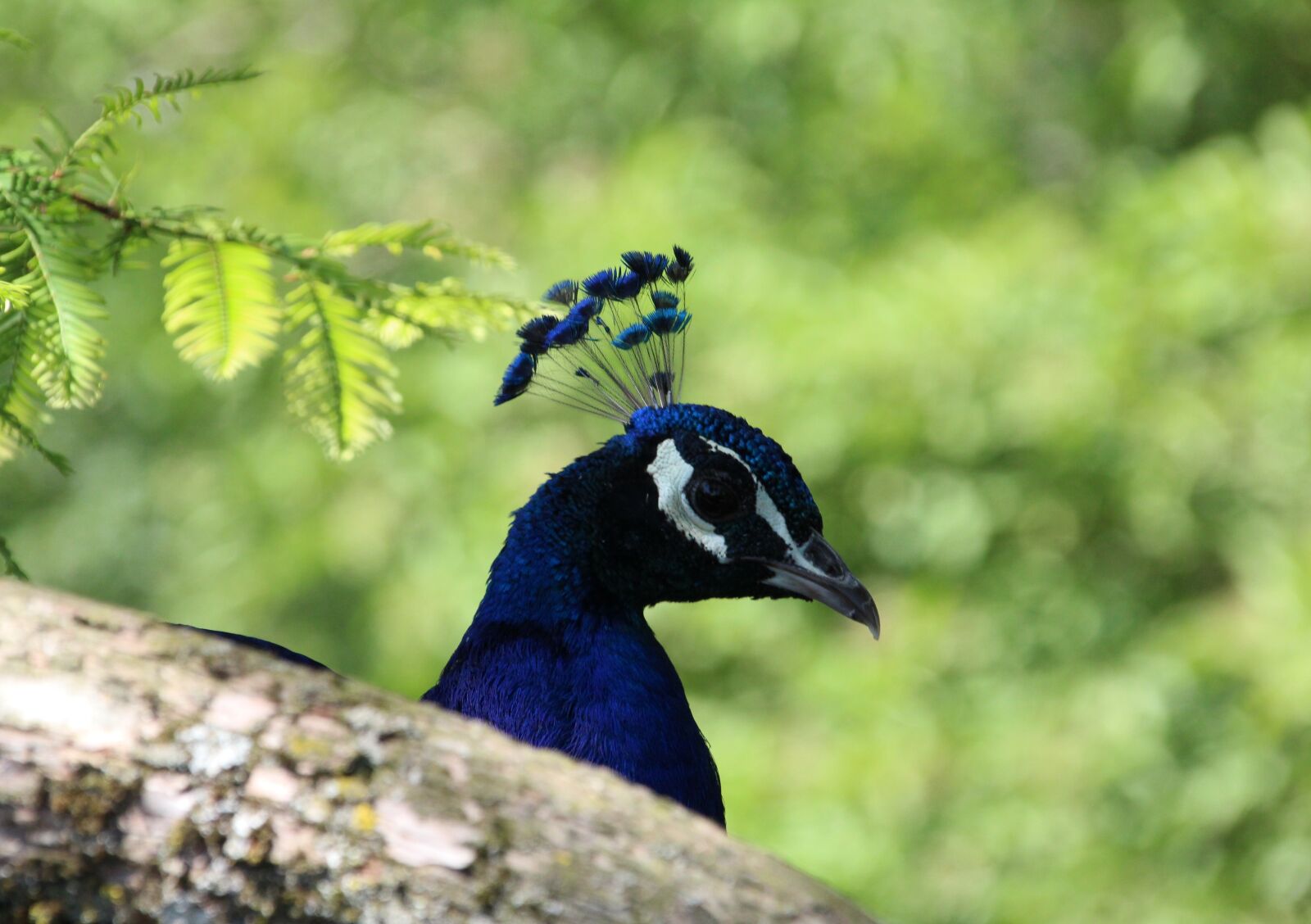 Canon EOS 1200D (EOS Rebel T5 / EOS Kiss X70 / EOS Hi) sample photo. Peacock, head, bill photography