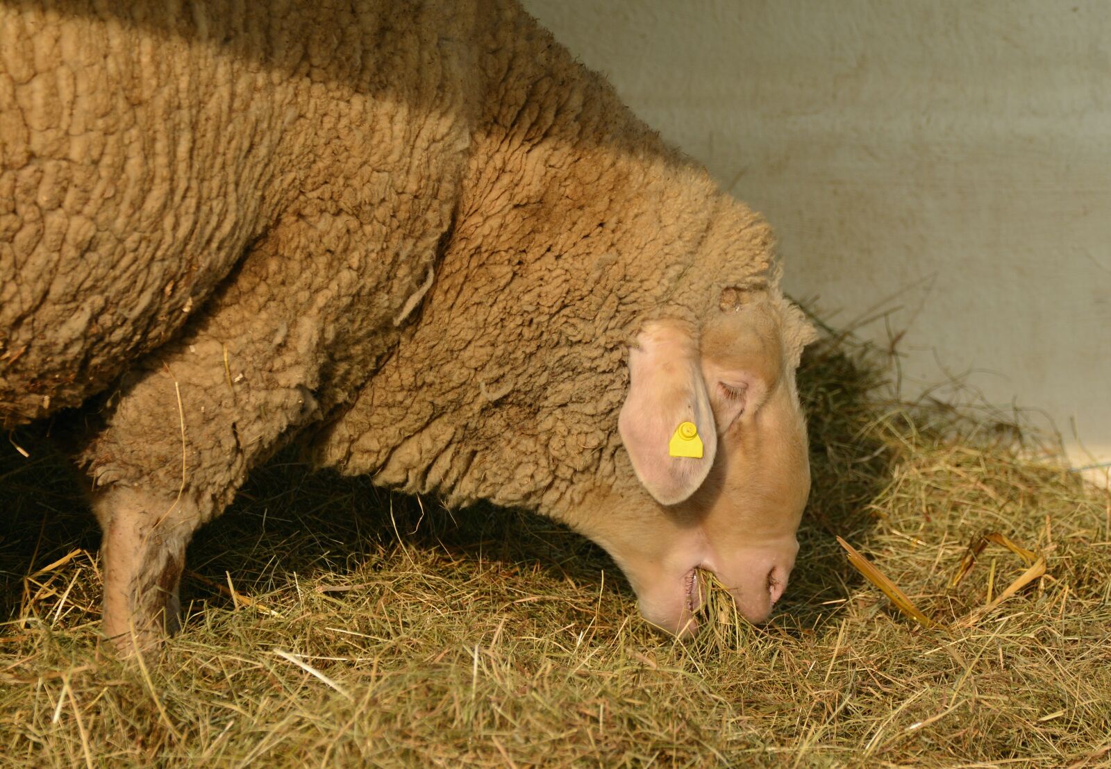 Nikon D5200 sample photo. Sheep, livestock, eat photography