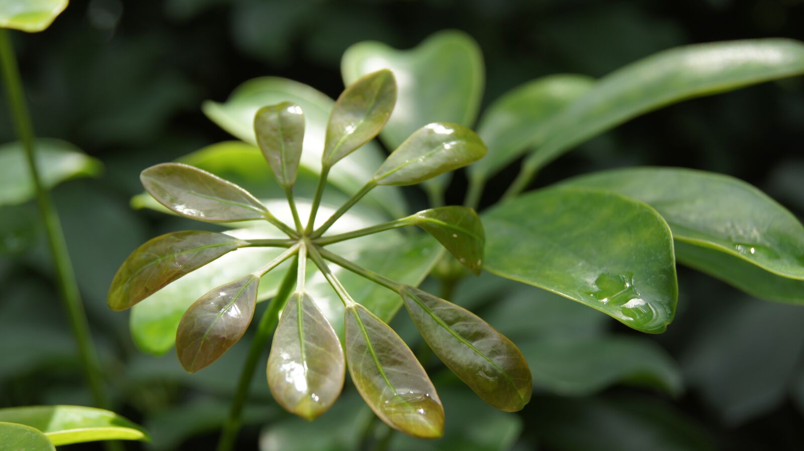Sony SLT-A55 (SLT-A55V) sample photo. Leaves, green, nature photography