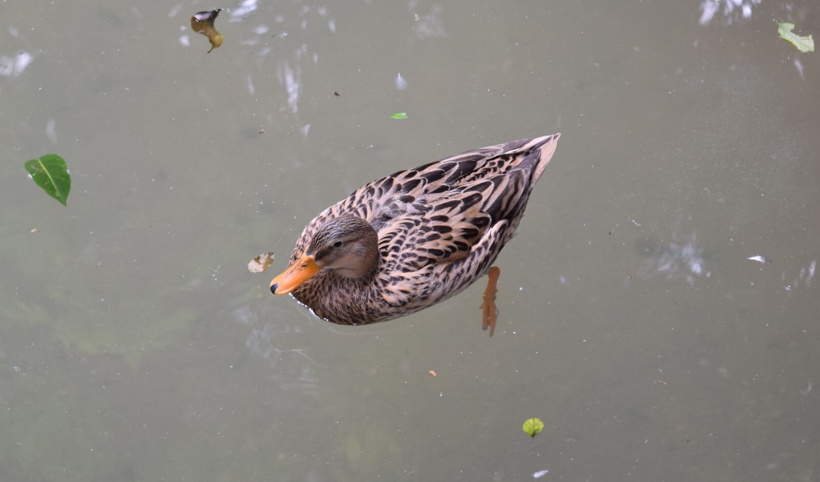 Nikon D3300 sample photo. Body of water, birds photography
