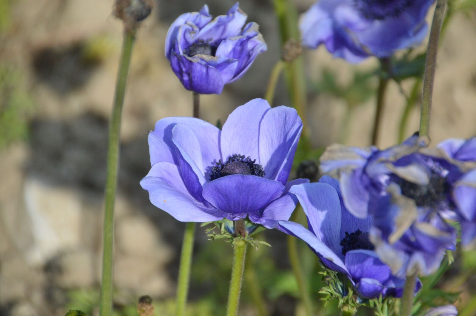 Nikon D3200 sample photo. Anemone, flower, nature photography