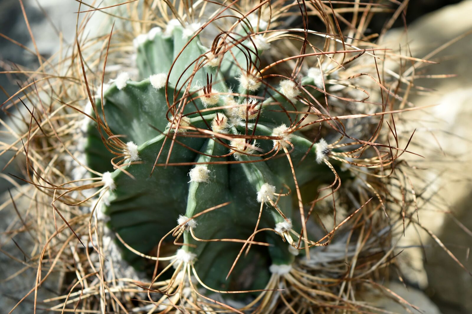 Nikon D5500 sample photo. Dry, nature, flora, cactus photography