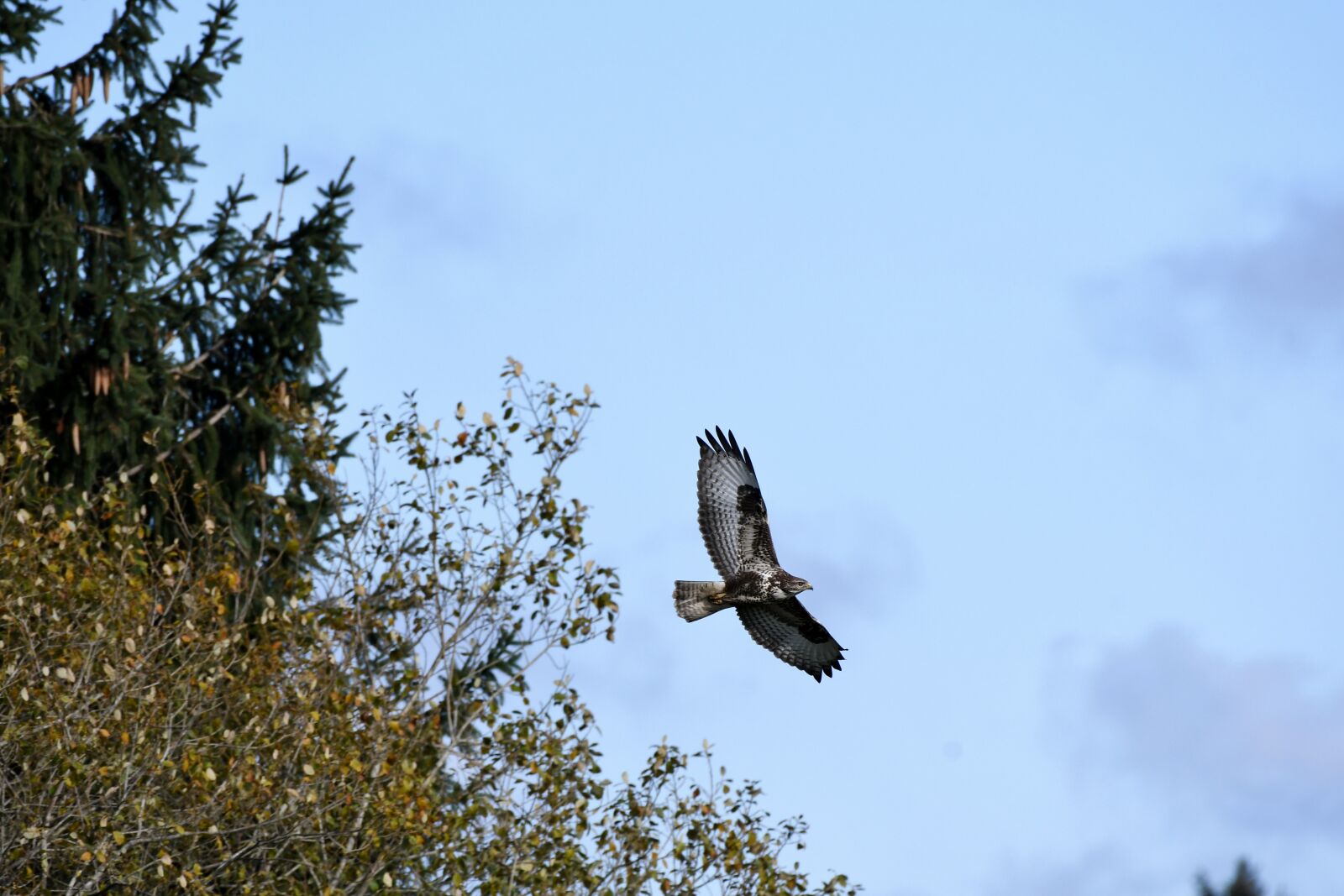 Nikon D500 sample photo. Common buzzard, birds of photography