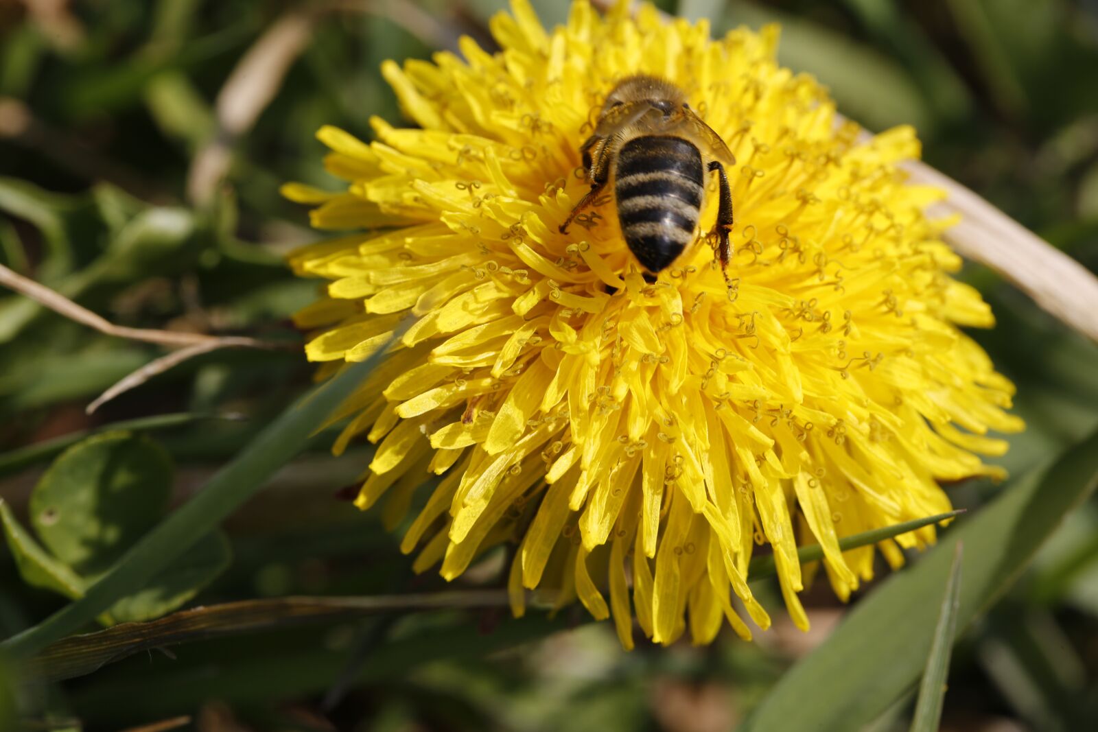 Canon EF 100mm F2.8L Macro IS USM sample photo. Dandelion, bee, flower photography