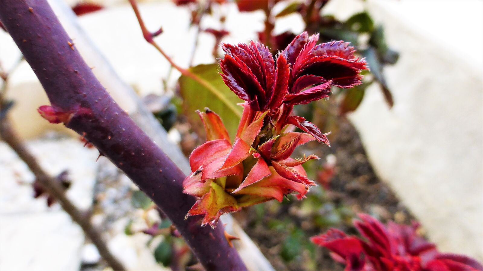 Panasonic Lumix DMC-ZS25 (Lumix DMC-TZ35) sample photo. Nature, plant, bud photography