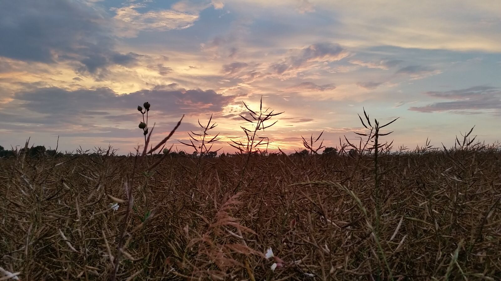 Samsung Galaxy S5 sample photo. West, sunset, field photography
