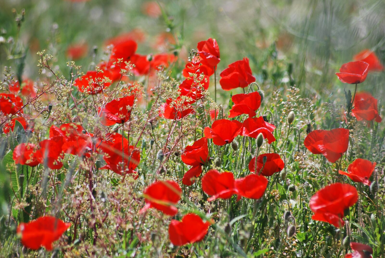 Nikon D60 sample photo. Field, poppy, red photography