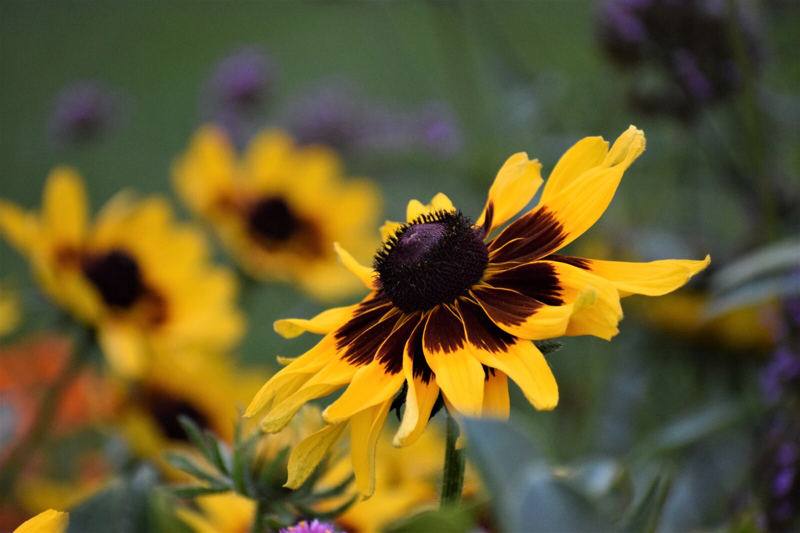 Nikon D5300 sample photo. Flowers, nature, blossom photography
