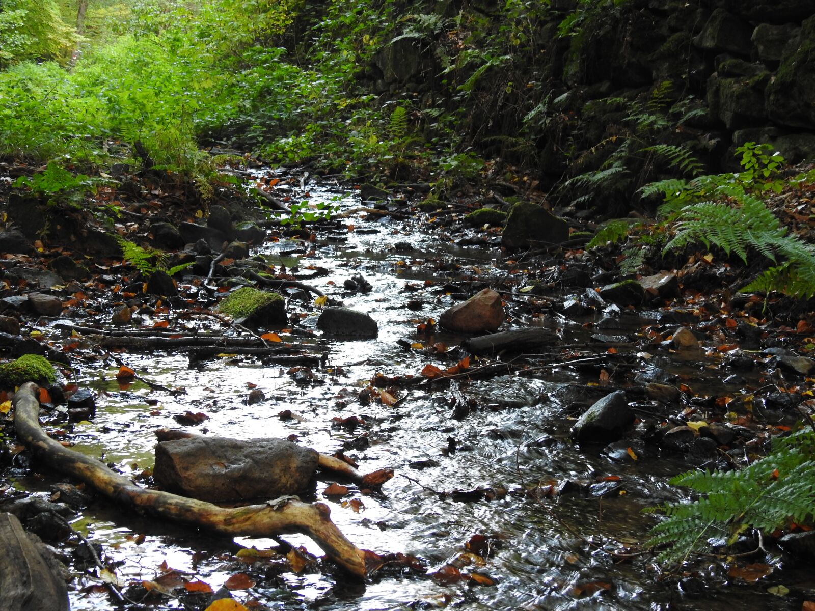 Nikon Coolpix P900 sample photo. Forest, bach, water photography