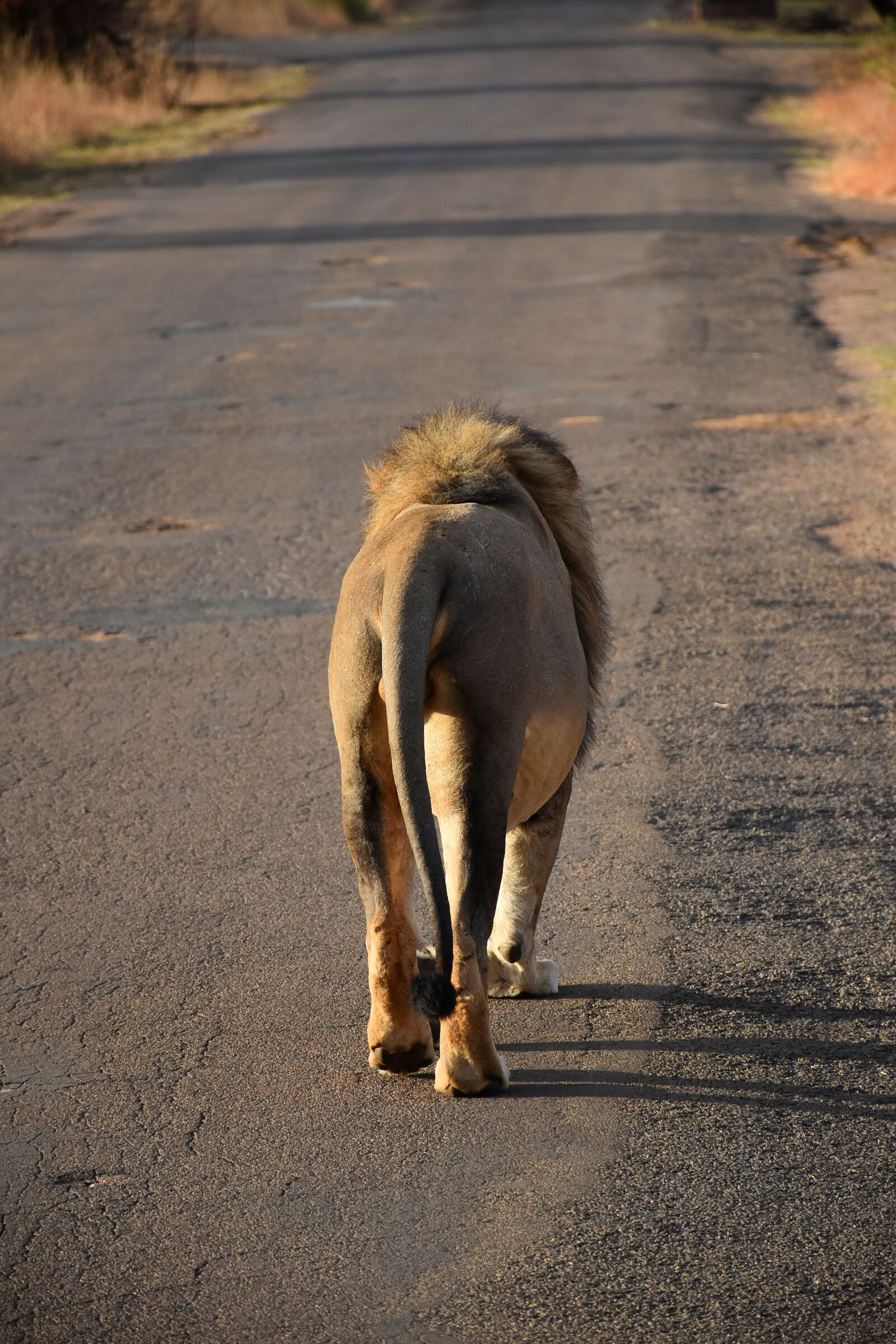 Nikon D5600 sample photo. Lion, animal, africa photography