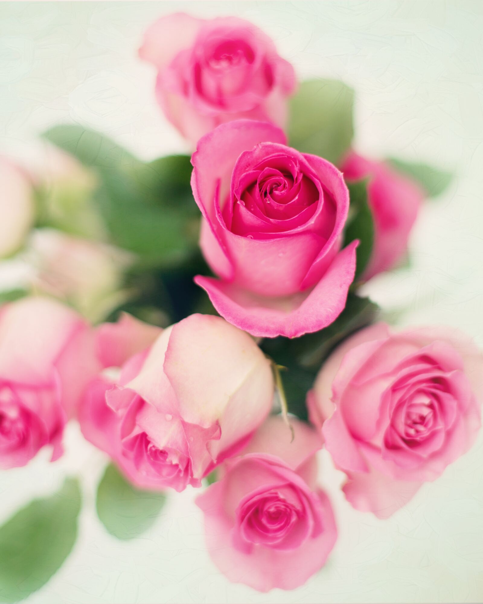Canon EF 50mm F1.4 USM sample photo. Pink roses, roses, flowers photography