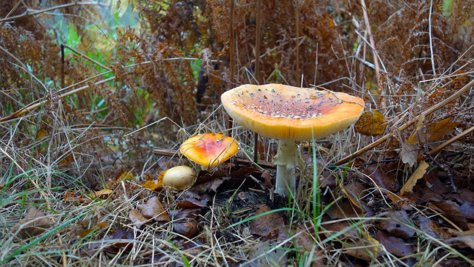 Sony Cyber-shot DSC-RX100 sample photo. Autumn, nature, forest photography