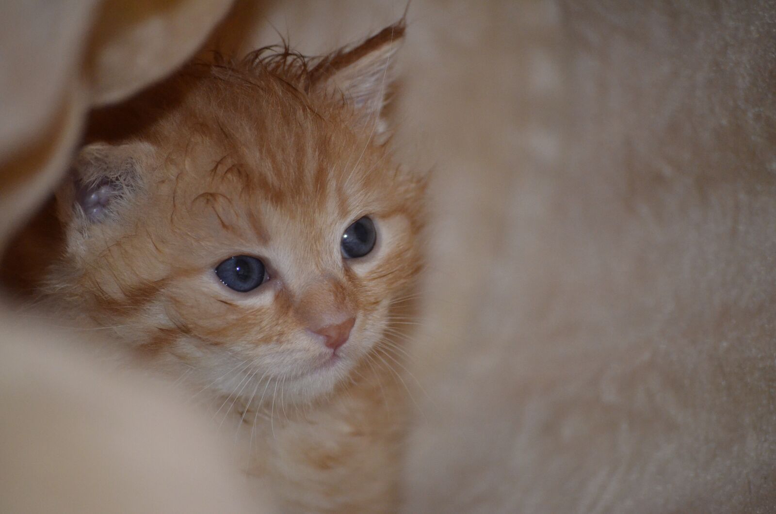 Nikon D5100 sample photo. Little kitten, animals, nature photography