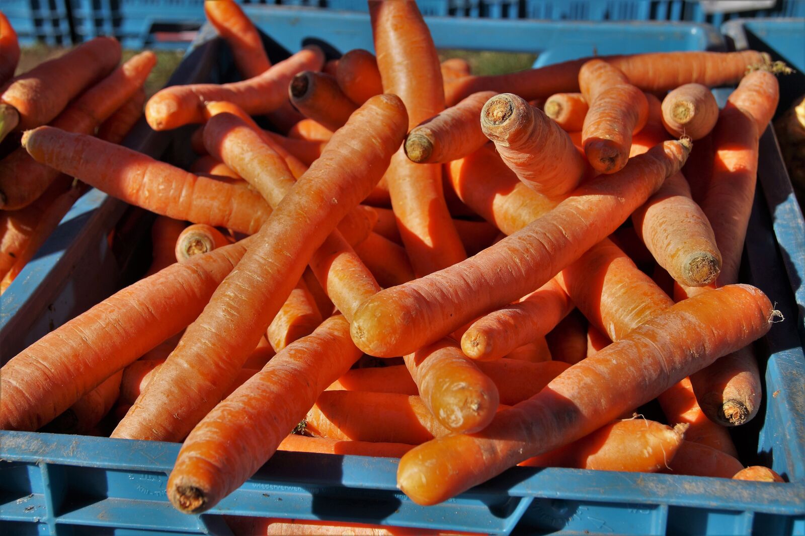 Sony SLT-A58 sample photo. Carrots, carrot, fresh photography