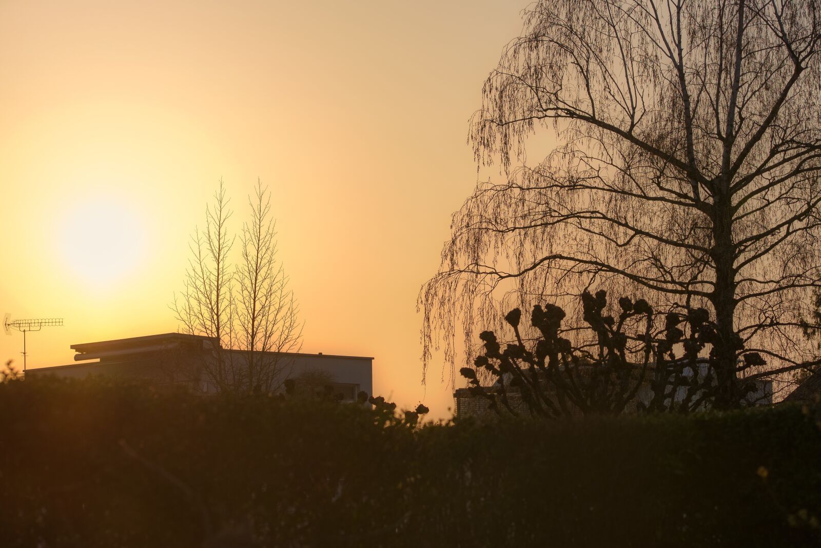 Nikon D750 sample photo. Sun, backlighting, shadow photography