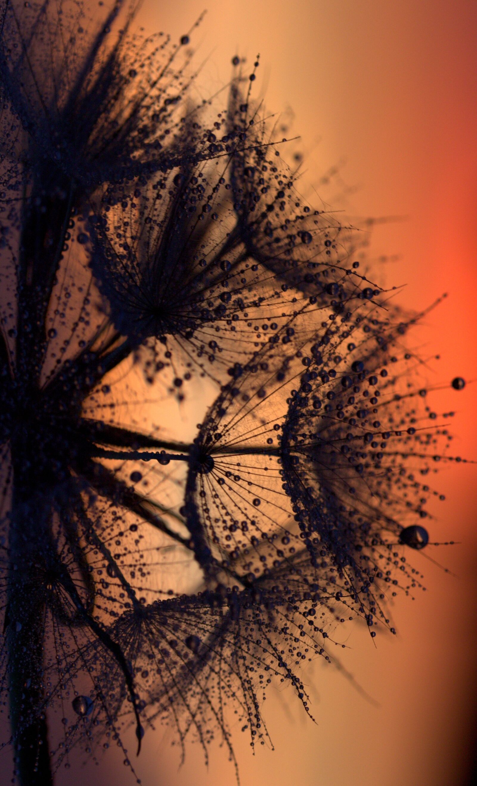 Canon EF-S 60mm F2.8 Macro USM sample photo. Dandelion, sunset, drops photography