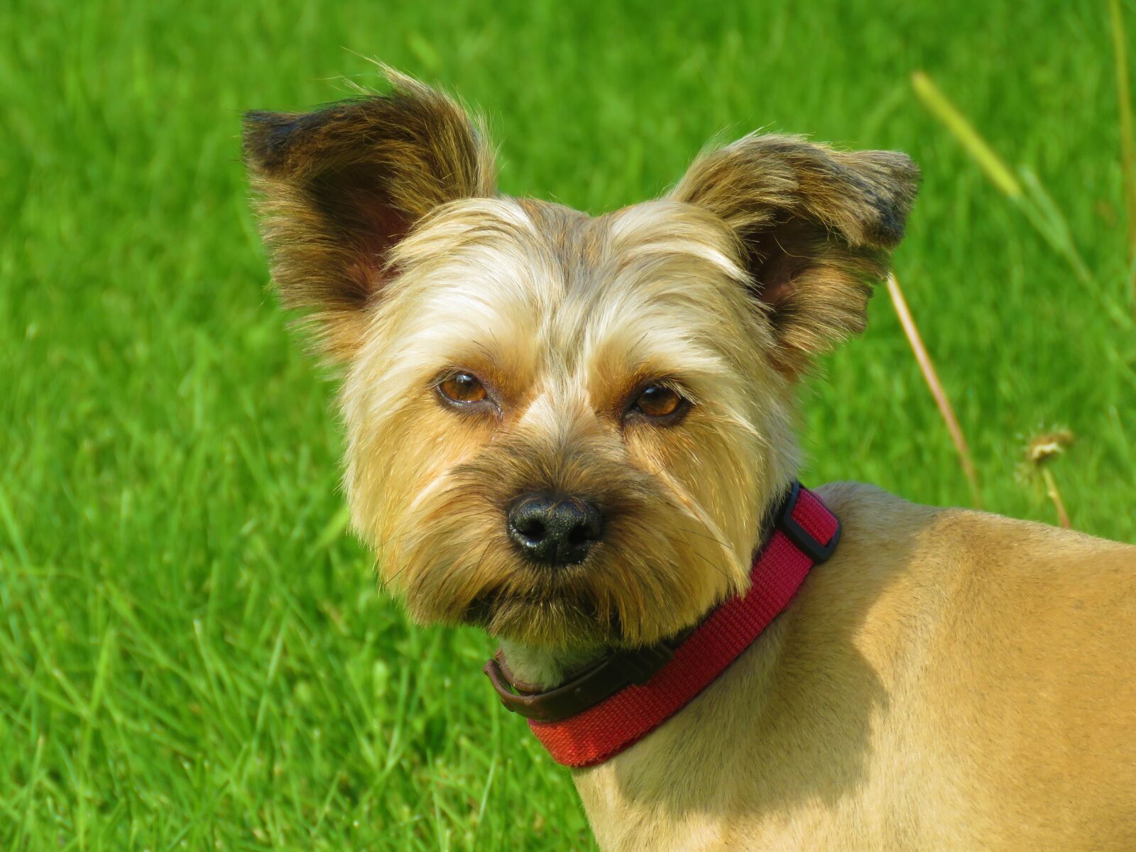 Canon PowerShot SX60 HS sample photo. Dog, park, pet photography