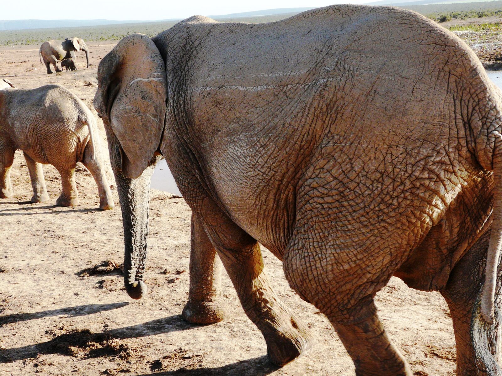 Panasonic DMC-FZ18 sample photo. Elephant, addo, national park photography