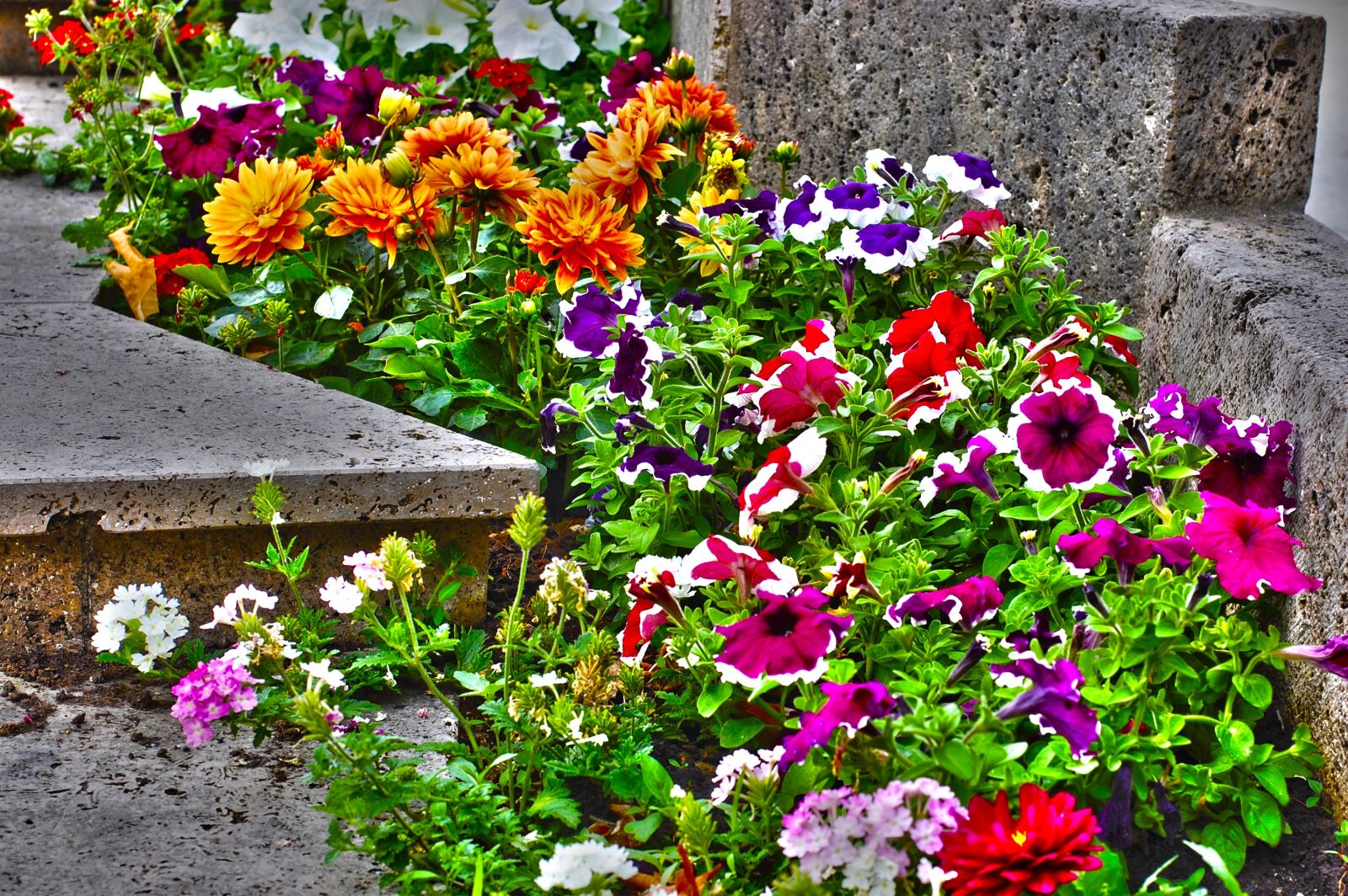 Nikon D40 sample photo. Flowers, garden, flower photography