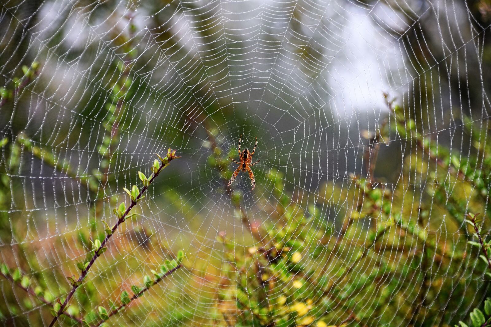 Nikon D5300 sample photo. Nature, normandy, field photography