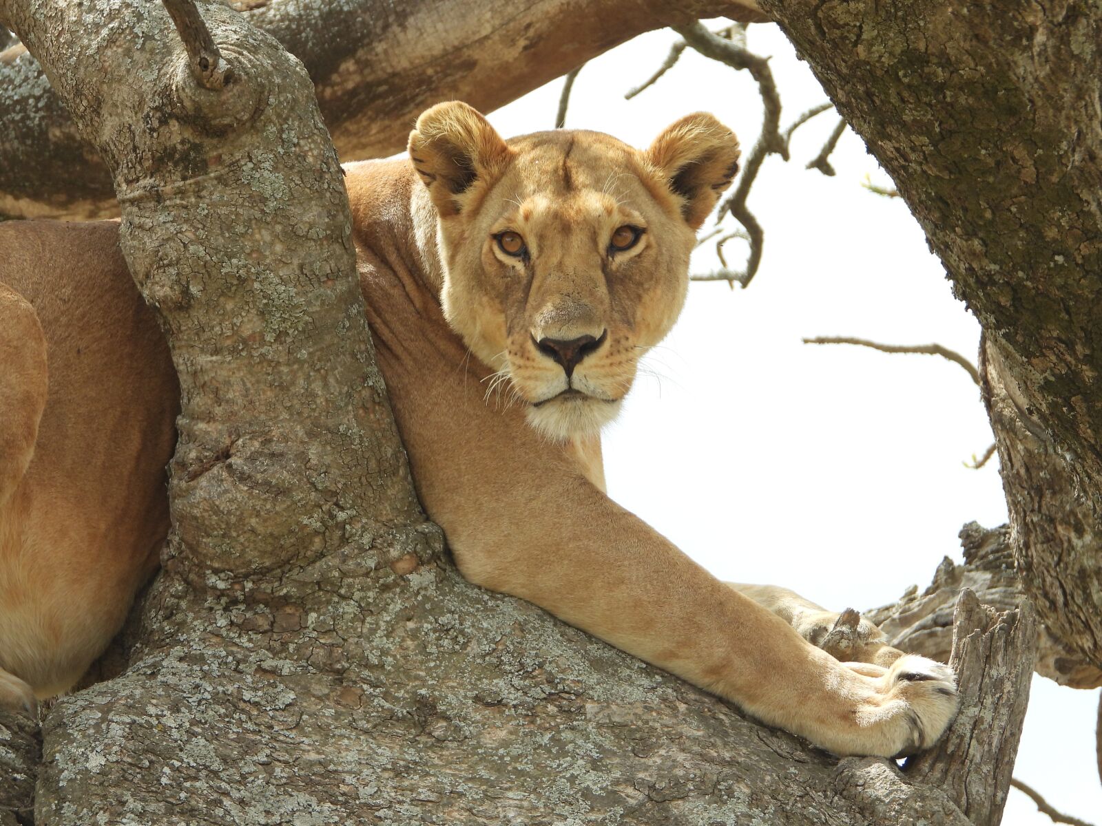 Nikon Coolpix P1000 sample photo. Lioness, tree, serengeti photography