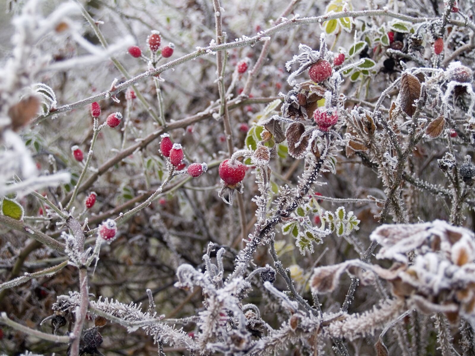 Olympus E-500 (EVOLT E-500) sample photo. Winter, wild rose, hard photography