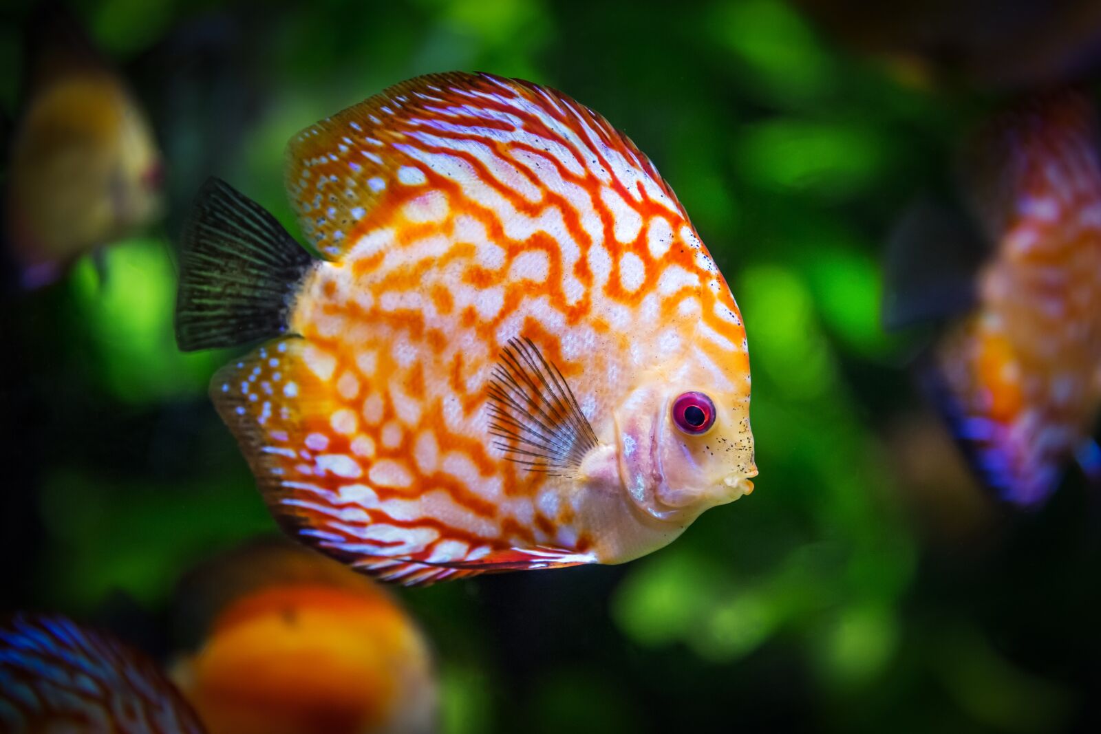 Canon EF 24-70mm F2.8L II USM sample photo. Discus fish, fish, fauna photography