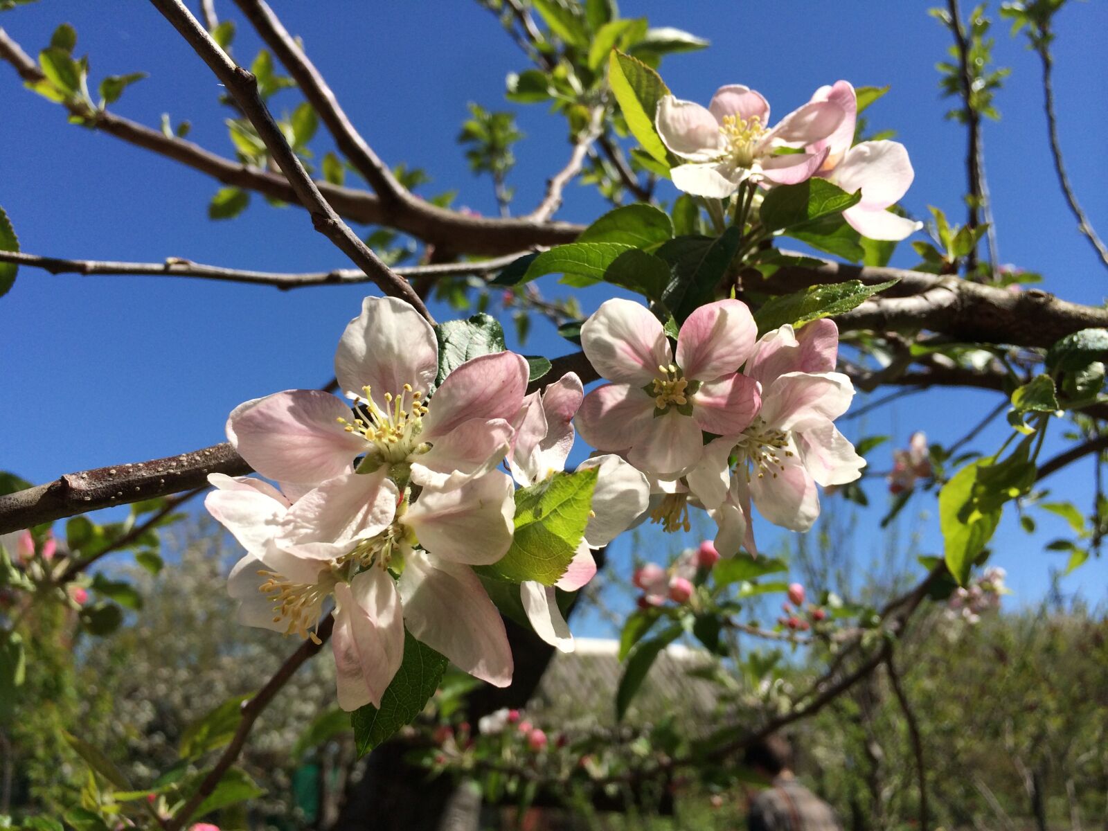 iPhone 5s back camera 4.12mm f/2.2 sample photo. Spring, flowers, tree photography