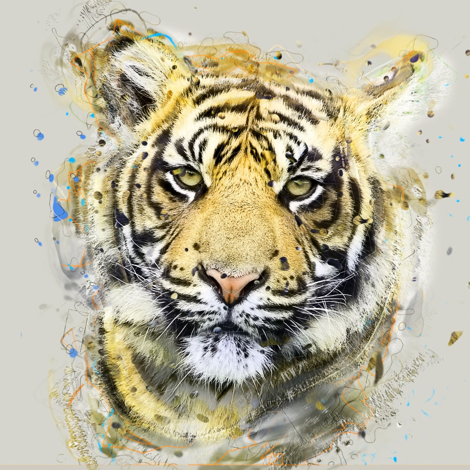 Canon EOS 40D sample photo. Tiger, sumatran, animal photography
