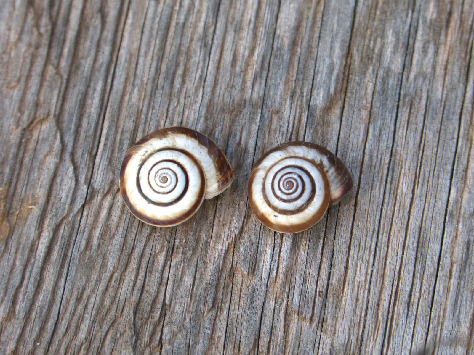 Panasonic DMC-FZ62 sample photo. Snails, snail, spiral photography