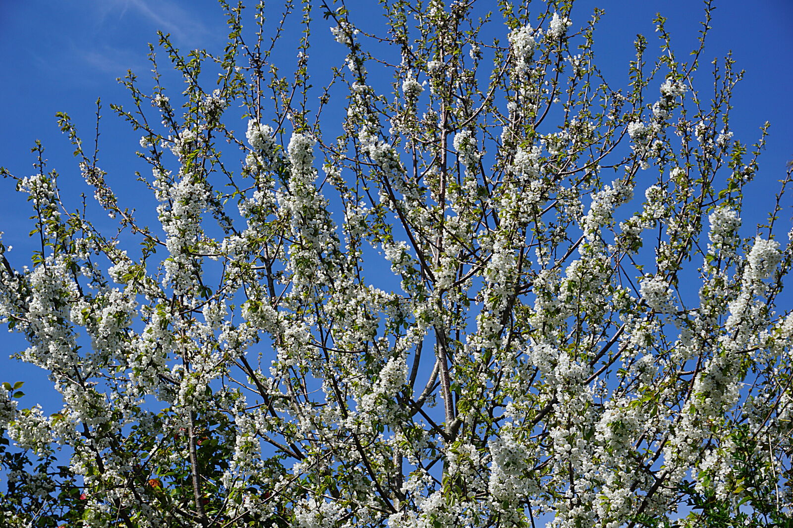 Sony a6000 sample photo. Arbre, arbre, fruitier, cerisier photography