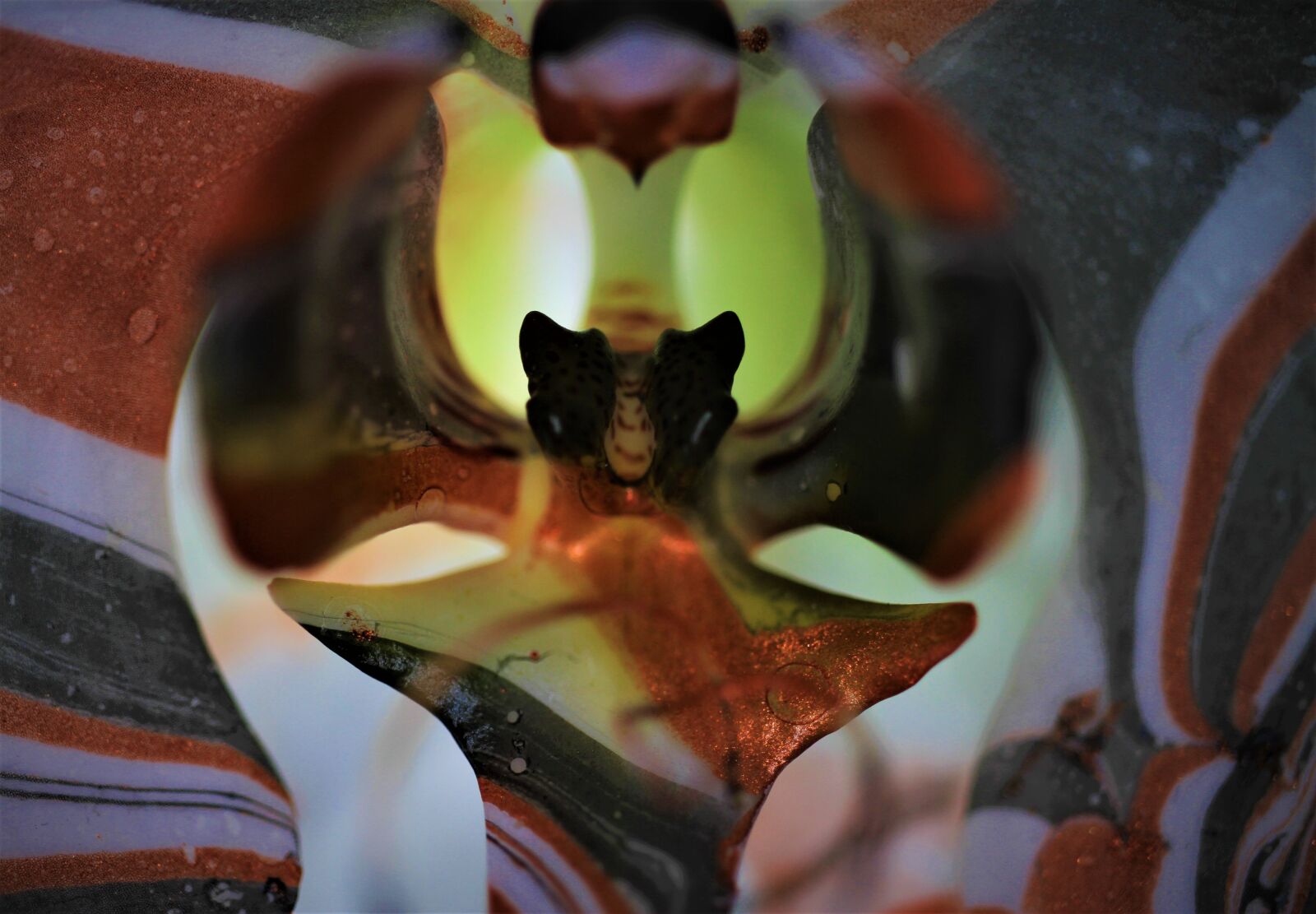 Canon EOS 7D sample photo. Orchids, flower, plant photography