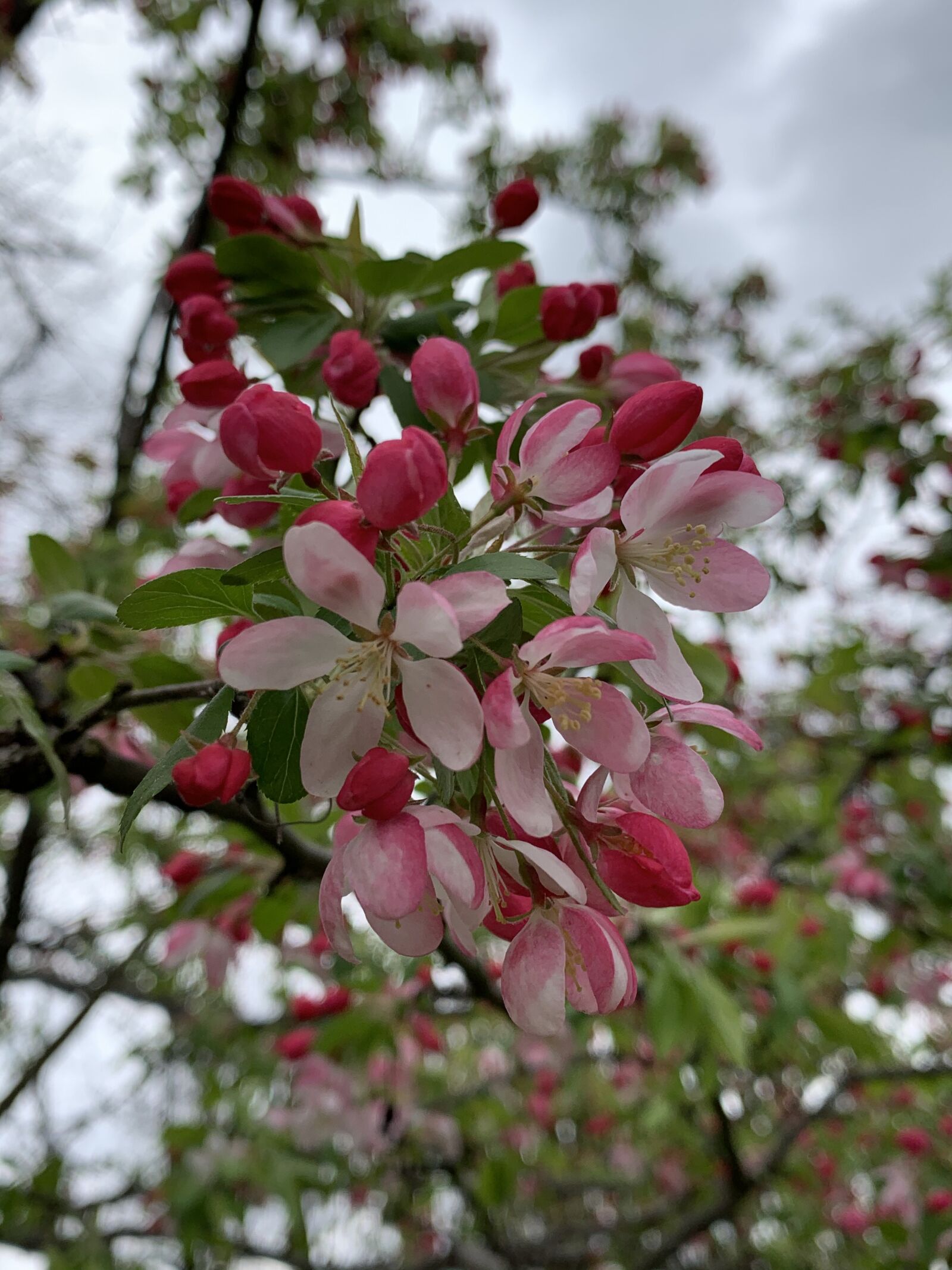 iPhone XS Max back dual camera 4.25mm f/1.8 sample photo. Flower, spring, nature photography
